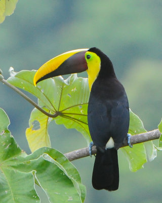 Black-mandibled Toucan