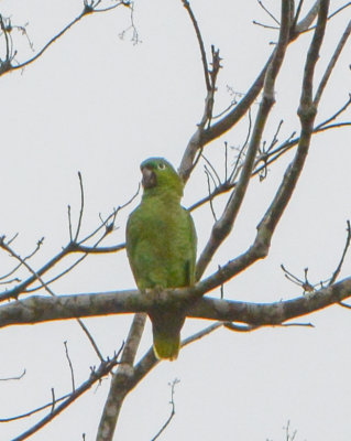 Mealy Parrot