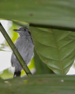 Black-crowned Antshrike