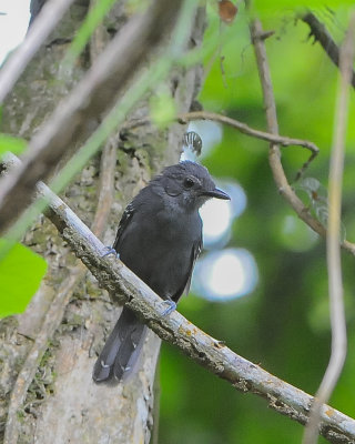 Dusky Antbird