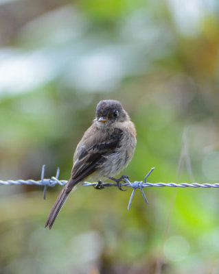 Black-capped Flycatcher