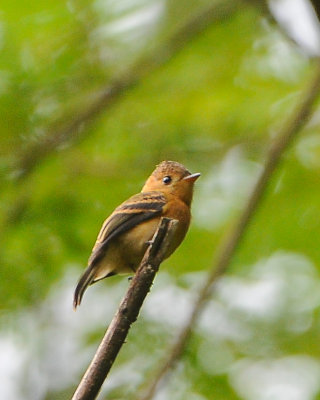 Tufted Flycatcher