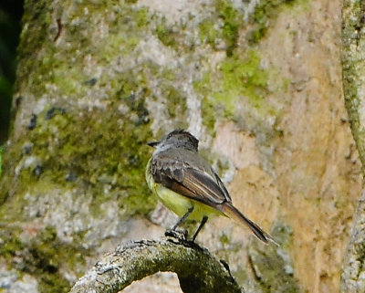 Dusky-capped Flycatcher