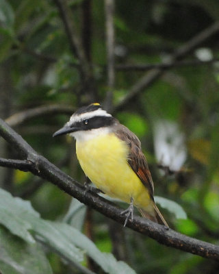 Great Kiskadee