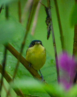 Common Tody-Flycatcher 