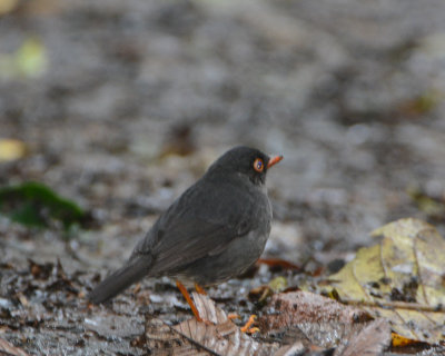 Slaty-backed Nightingale-Thrush