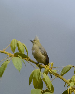 Silky Flycatchers