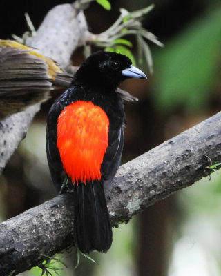 Passerinis Tanager