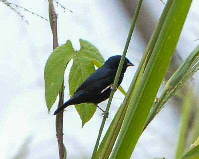 Thick-billed Seed-Finch
