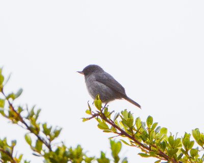 Slaty Flowerpiercer