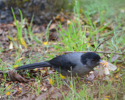 Yellow-thighed Finch