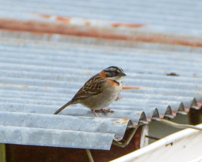 Rufous-collared Sparrow