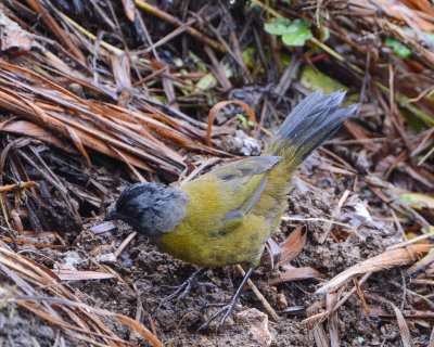 Large-footed Finch