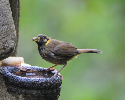 White-eared Ground-Sparrow