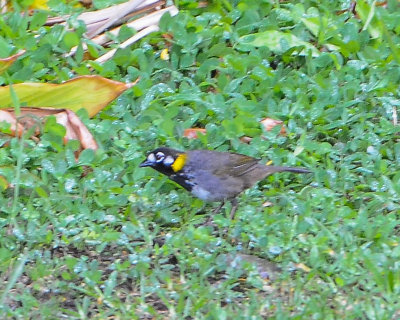White-eared Ground-Sparrow