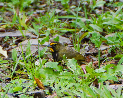 Yellow-faced Grassquit