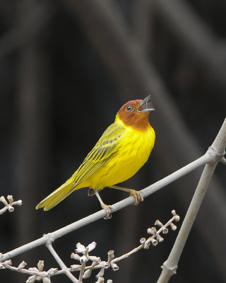 Mangrove Warbler