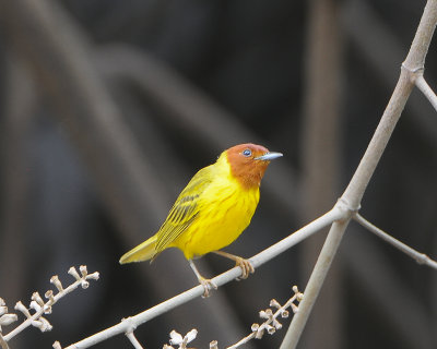 Mangrove Warbler 