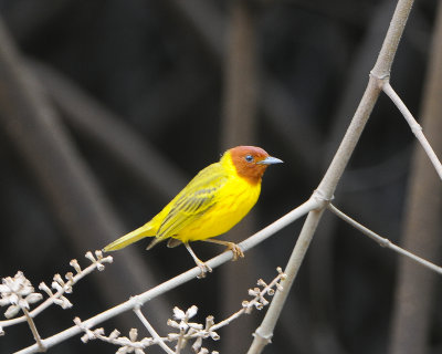 Mangrove Warbler