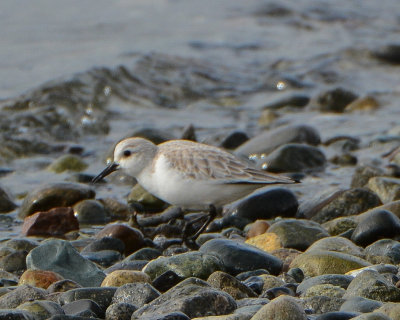 Sanderling