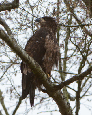 Bald Eagle