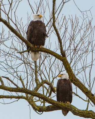 Bald Eagles