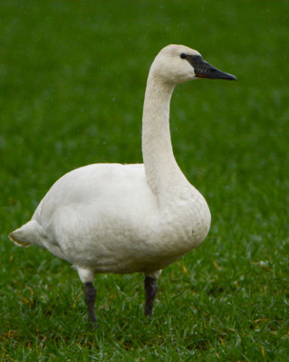 Trumpeter Swan