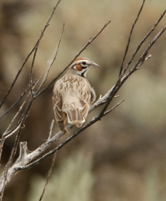 Lark Sparrow