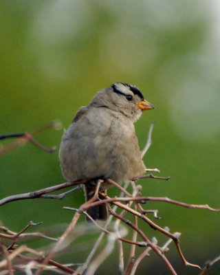 White-crowned Sparrow