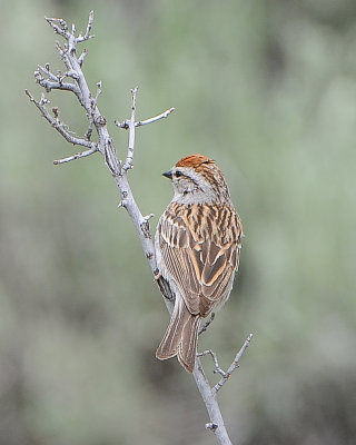 Chipping Sparrow