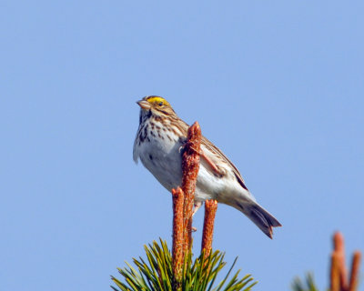 Savannah Sparrow