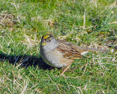 Golden-crowned Sparrow