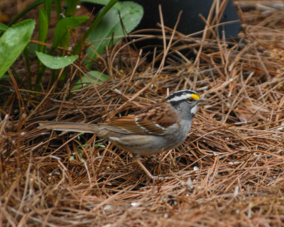 White-throated Sparrow