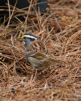 White-throated Sparrow