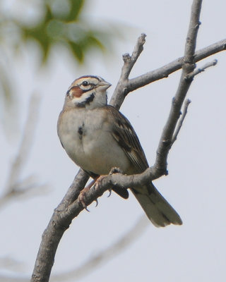 Lark Sparrow