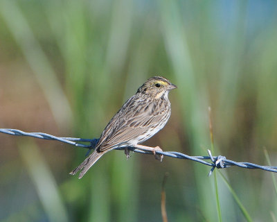 Savannah Sparrow