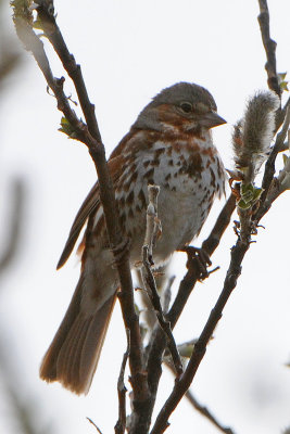 Fox Sparrow