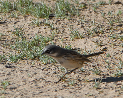 Sage Sparrow