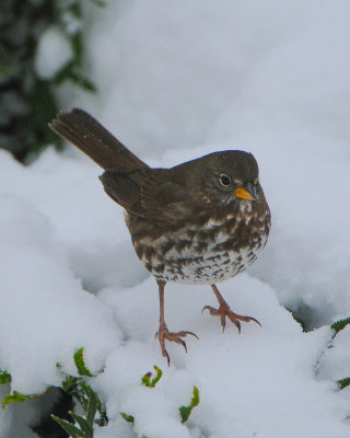 Fox Sparrow