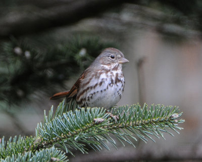 Fox Sparrow