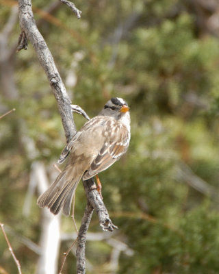 White-crowned Sparrow