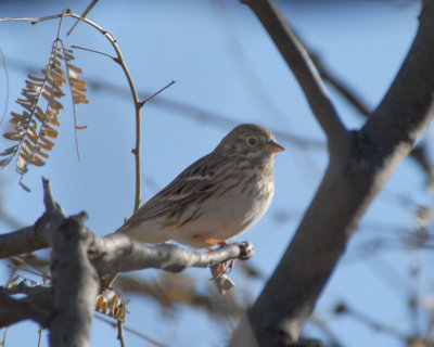 Vesper Sparrow