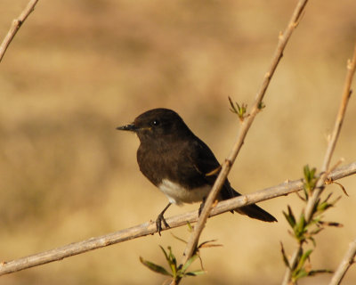 Black Phoebe