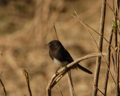 Black Phoebe