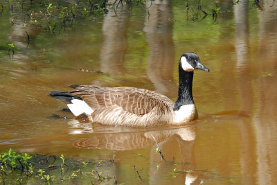 Canada Goose