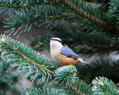 Red-breasted Nuthatch