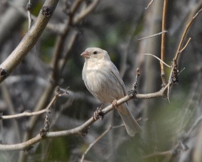 House Finch 