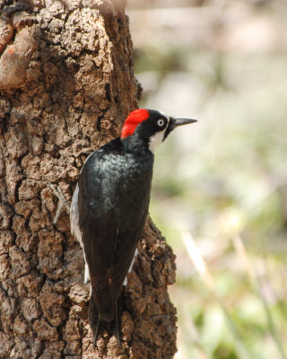 Acorn Woodpecker