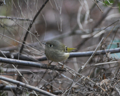 Ruby-crowned Kinglet