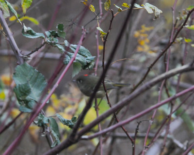 Ruby-crowned Kinglet